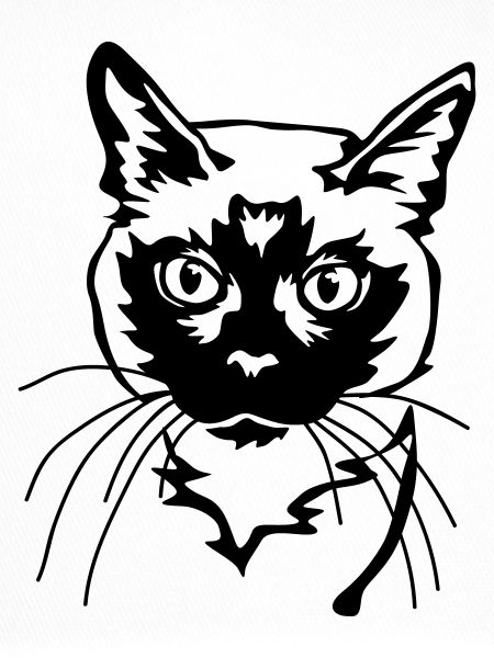 Siamese cat