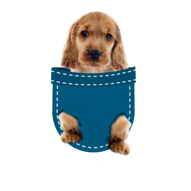 Cocker Spaniel