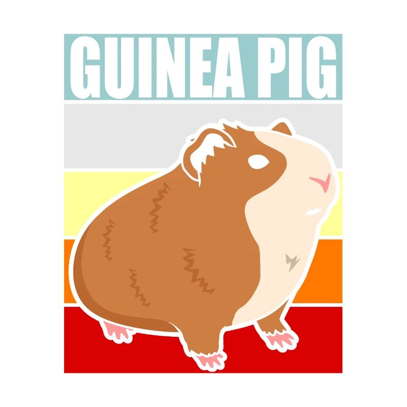 Cochon d'Inde