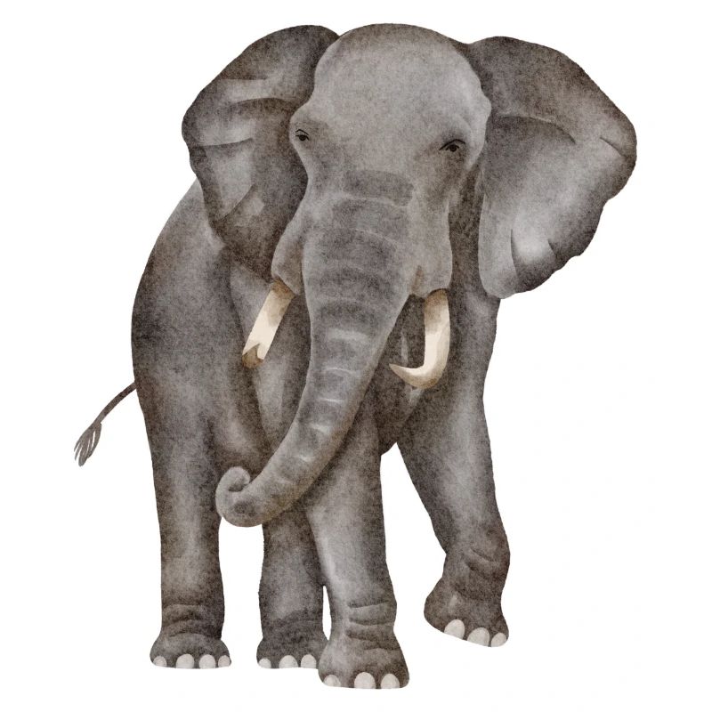 Elefant Aquarell
