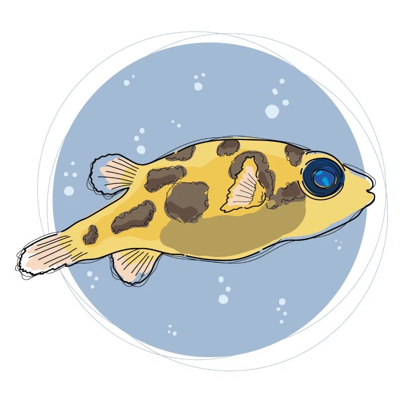 Pea Puffer ,puffer, kugelfisch