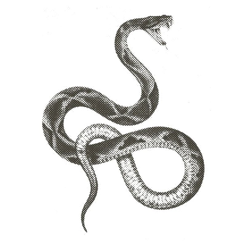 Schlange / Snake