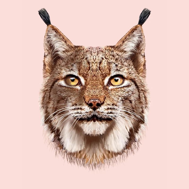 Luchs