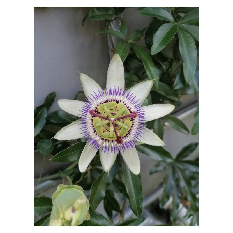 Passion Fruit Flower Passiflora