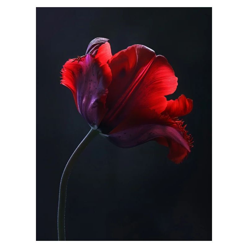 Affiche Red Beauty 2