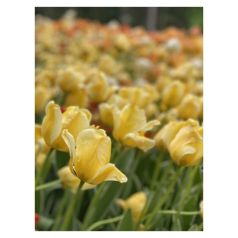Tulipe Jaune mer