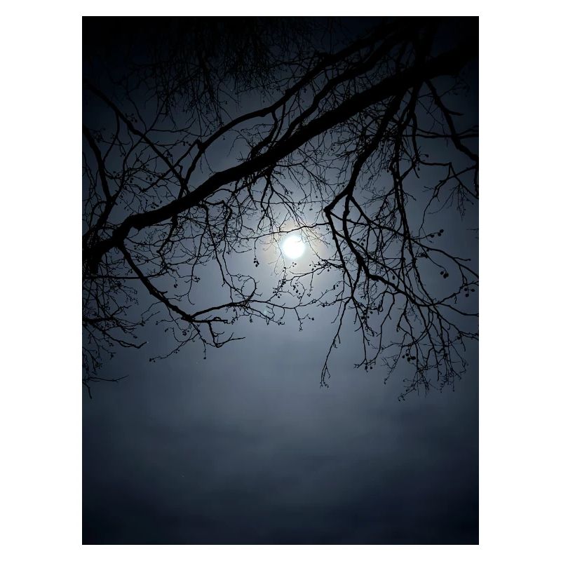 Silhouette au clair de lune avec branches