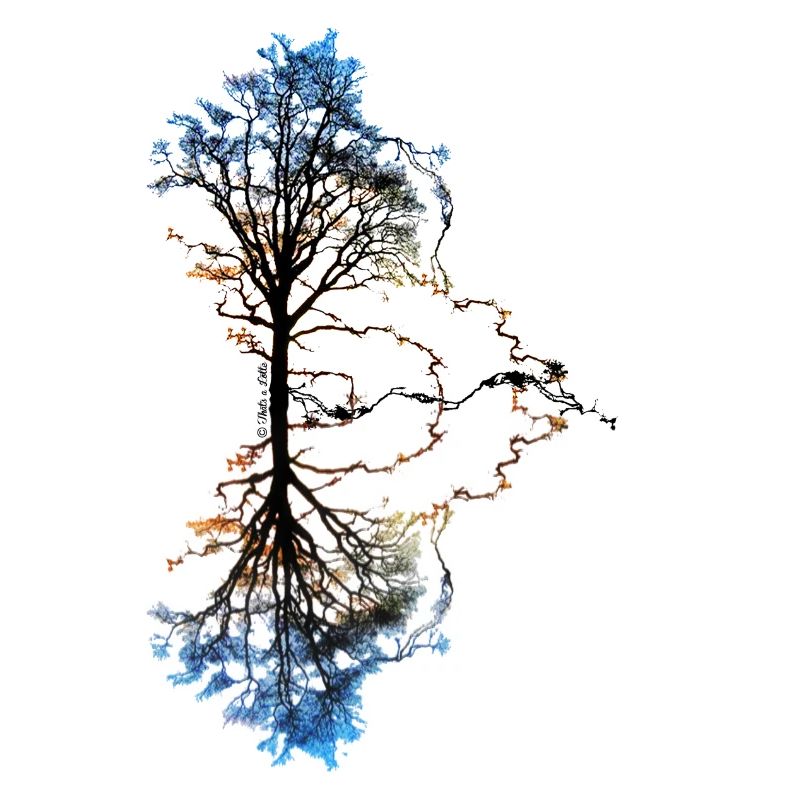 Two Trees