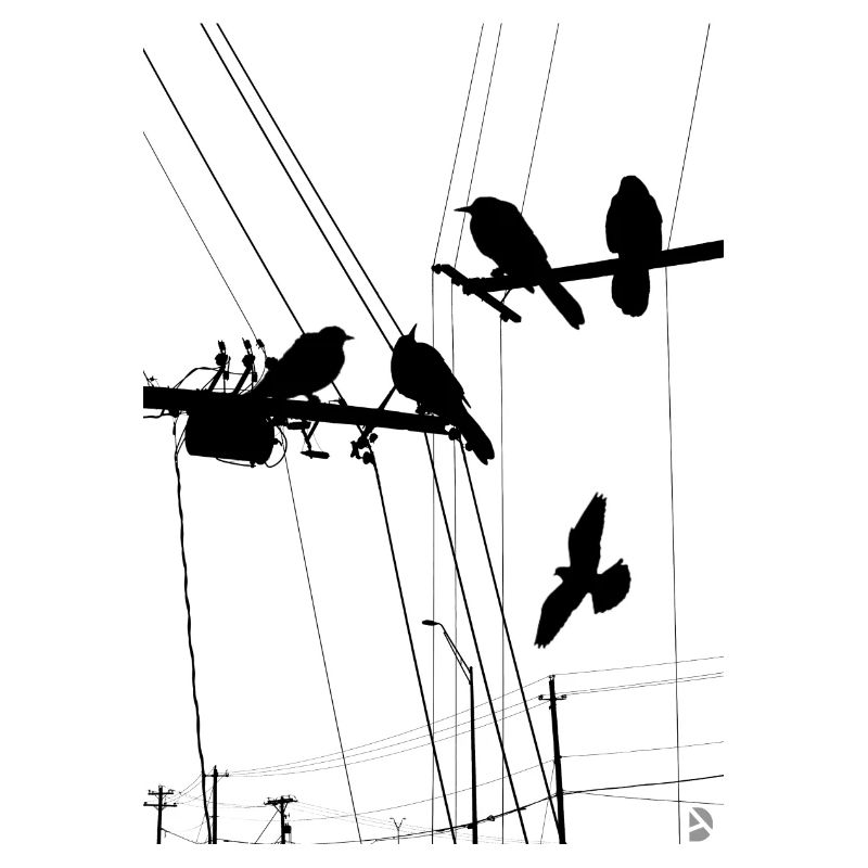 AD Birds