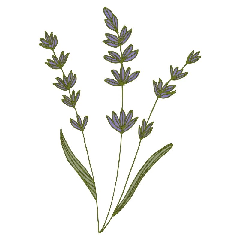 lavender