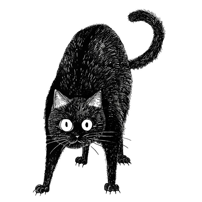 Chat noir