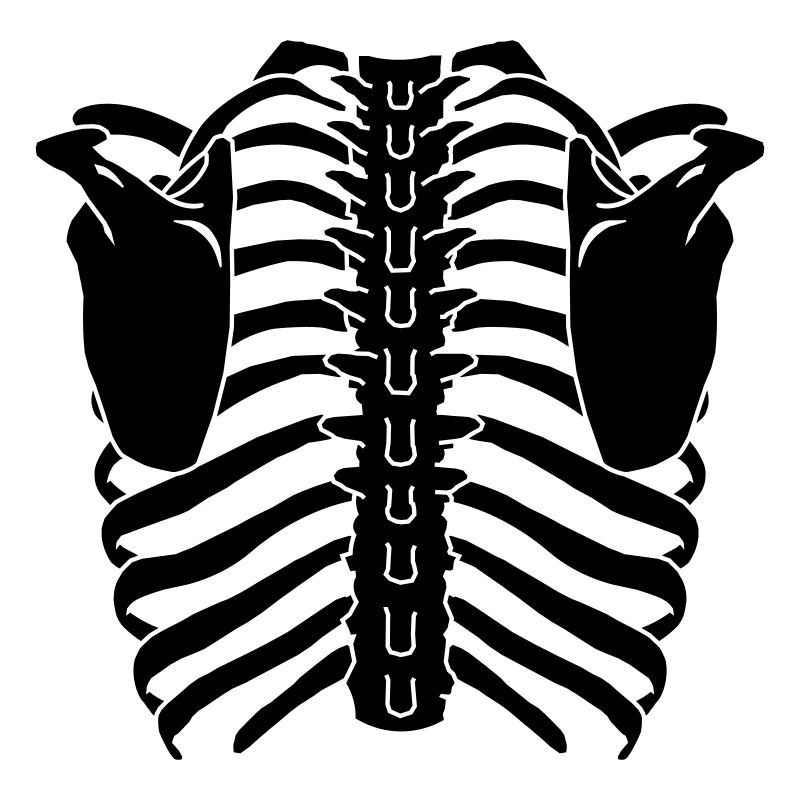 cage thoracique (dos)
