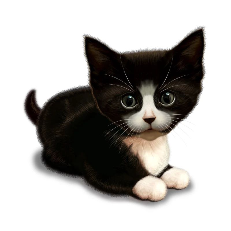 MIGNON CHAT (Blanc)