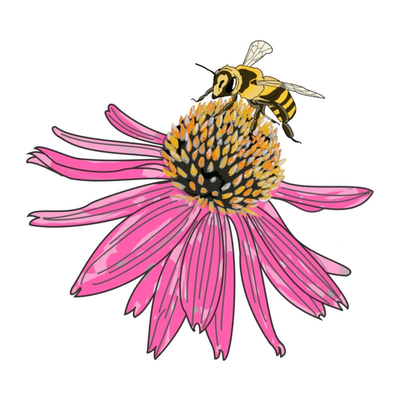 Echinacea, coneflower, bee