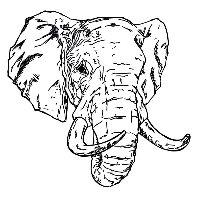 Elefant