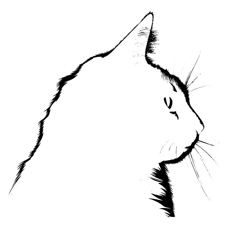 Chat, Motif De Chat