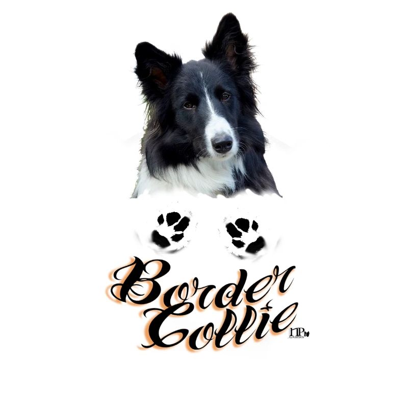 Border Collie Pfötchen