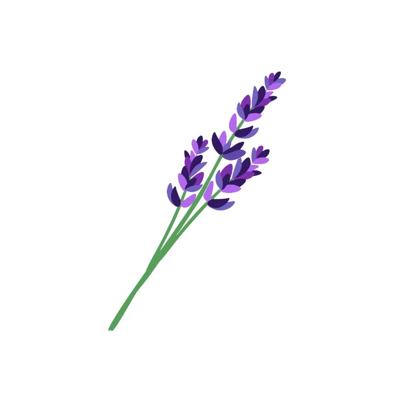 Lavendel 1