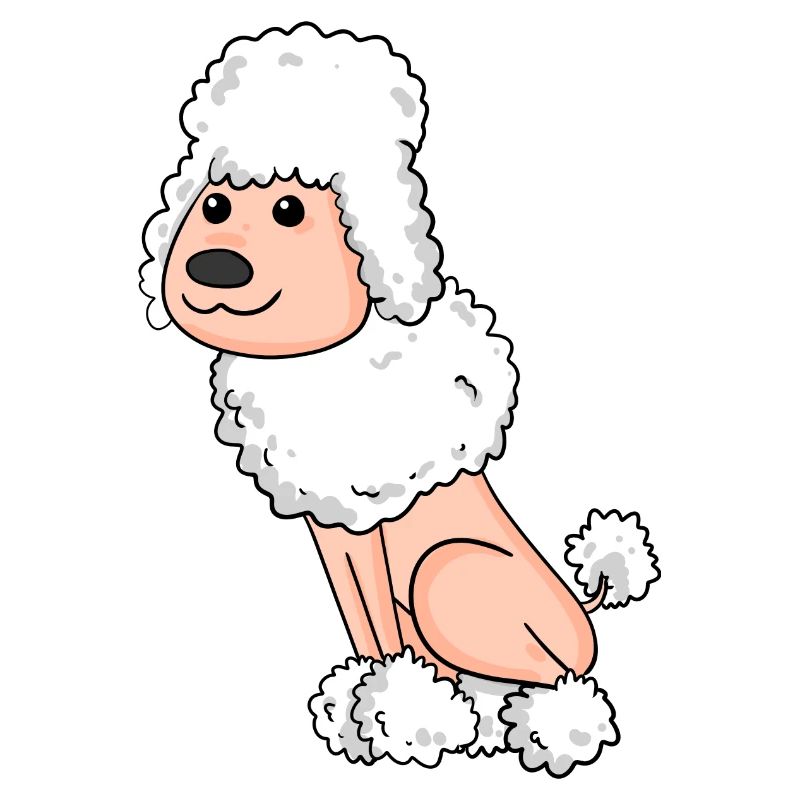 Caniche blanc
