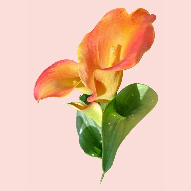 Magie de la Fleur de Calla d’Orange