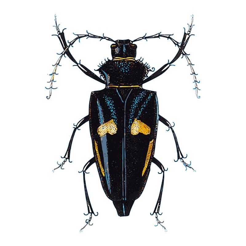 insecte