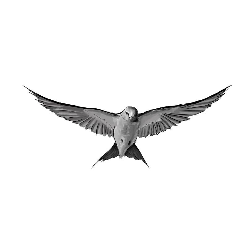 Schwalbe Zeichnung (Vogel)