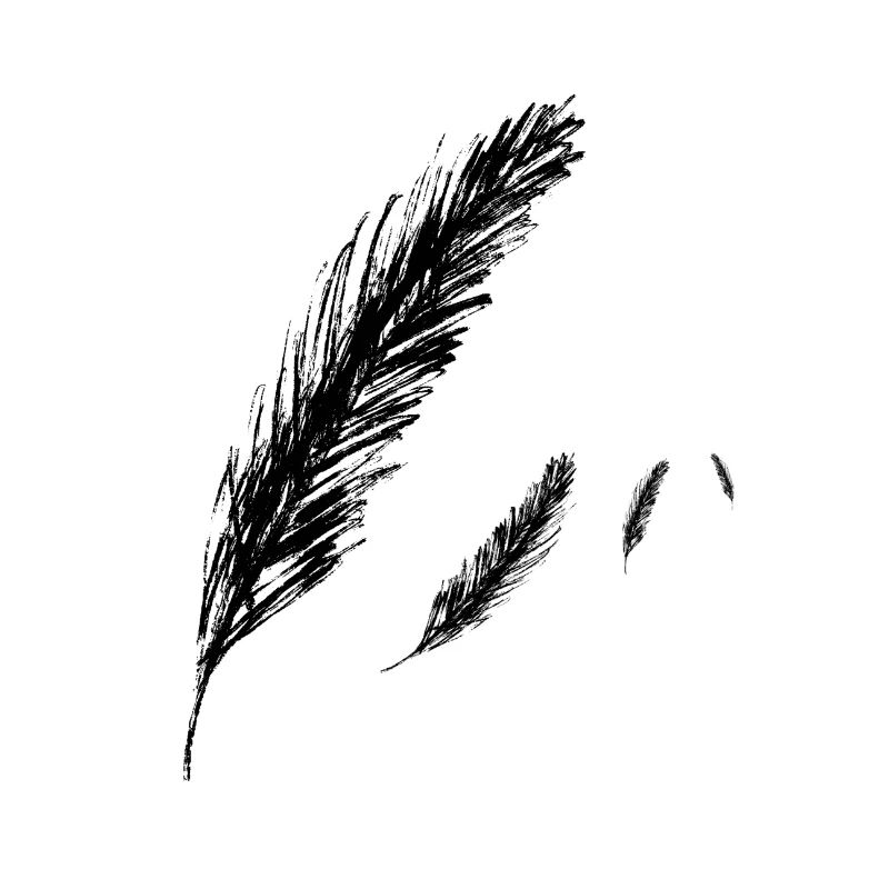 feathers