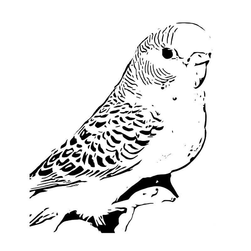 Perruche ondulée