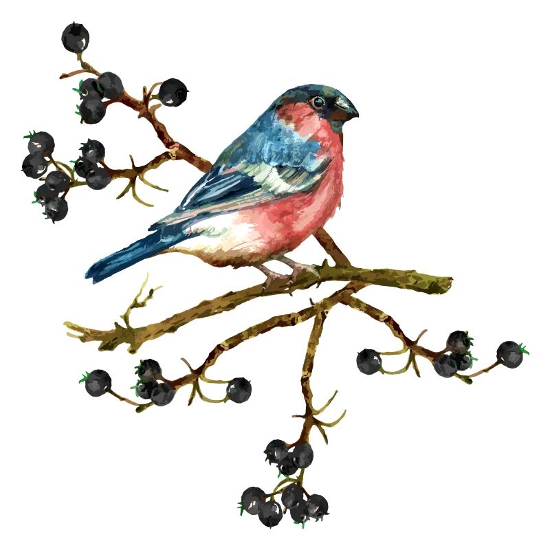 Oiseau coloré