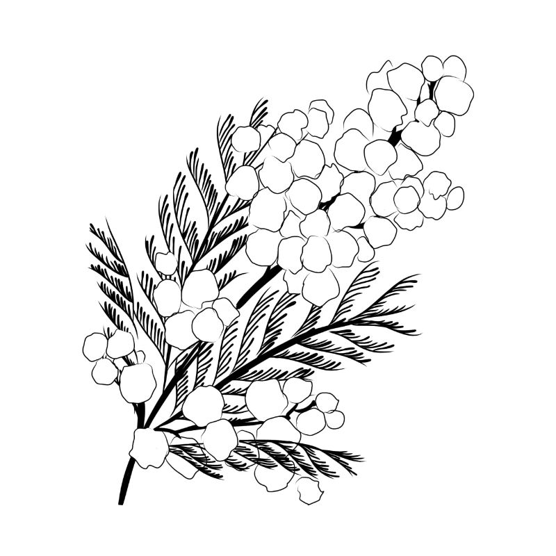 Mimosa
