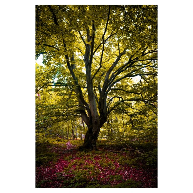 The tree