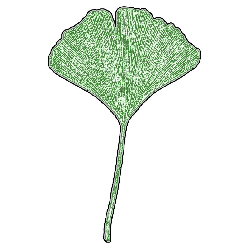 Gingko leaf