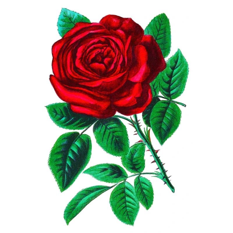 Red Rose