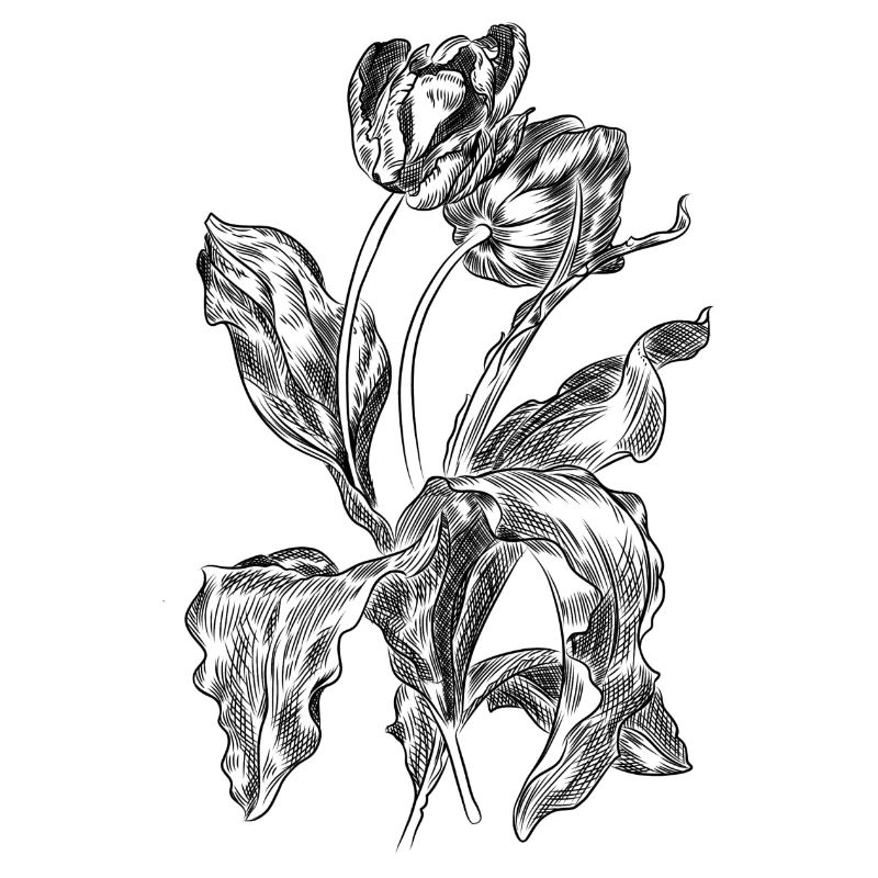 Tulipe