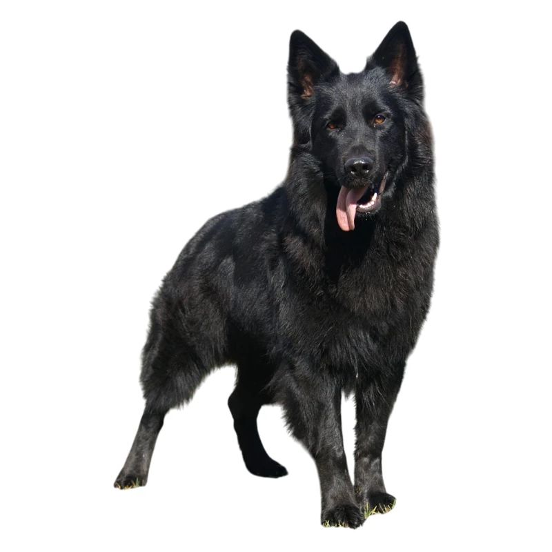 schwarzer Schäferhund