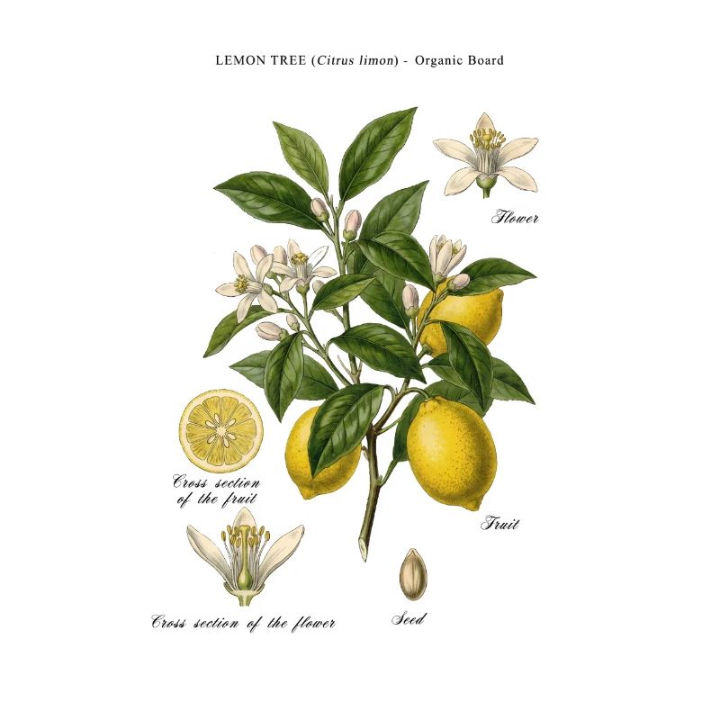Branche botanique vintage Lemon Tree