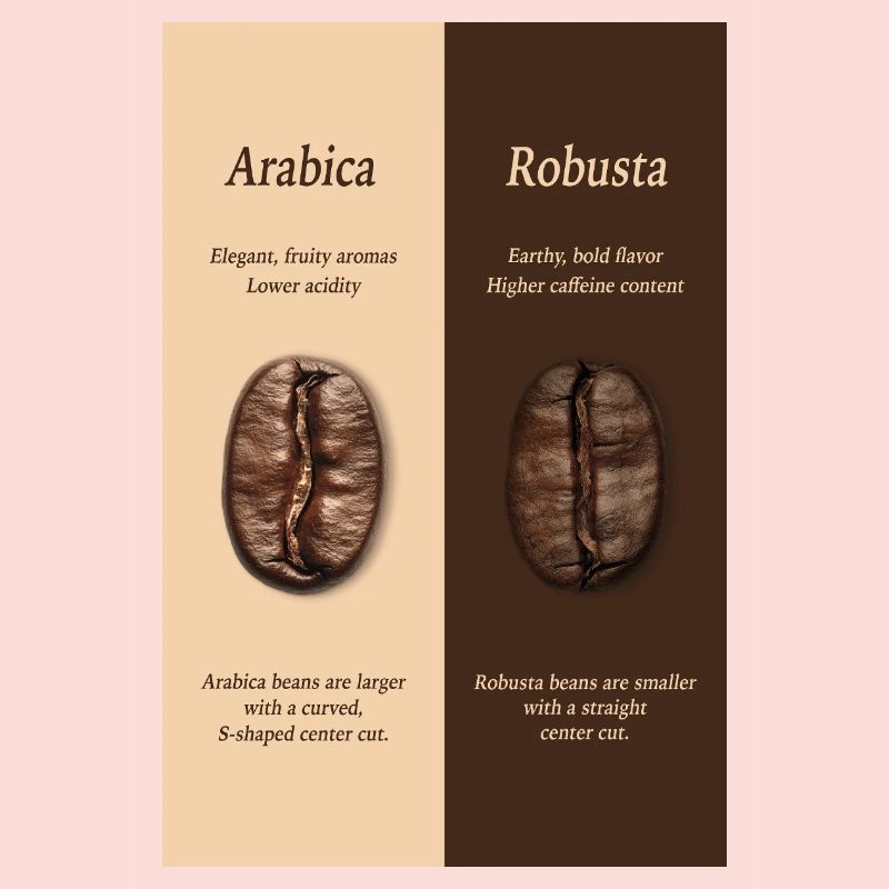 Affiche du guide du café Arabica vs Robusta