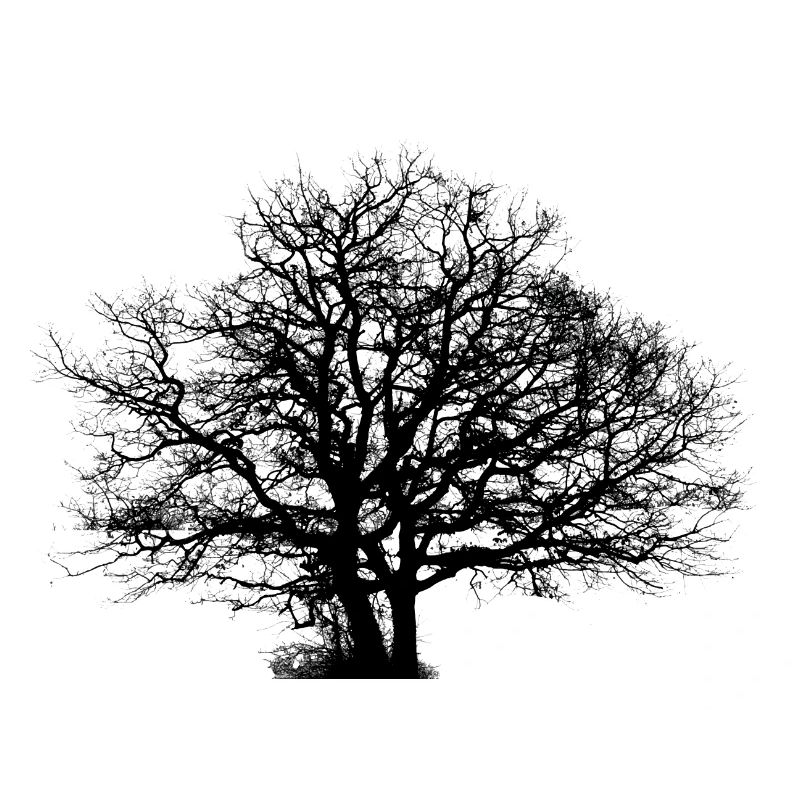 Arbre sec