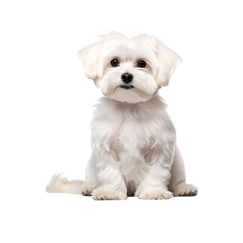 Maltese