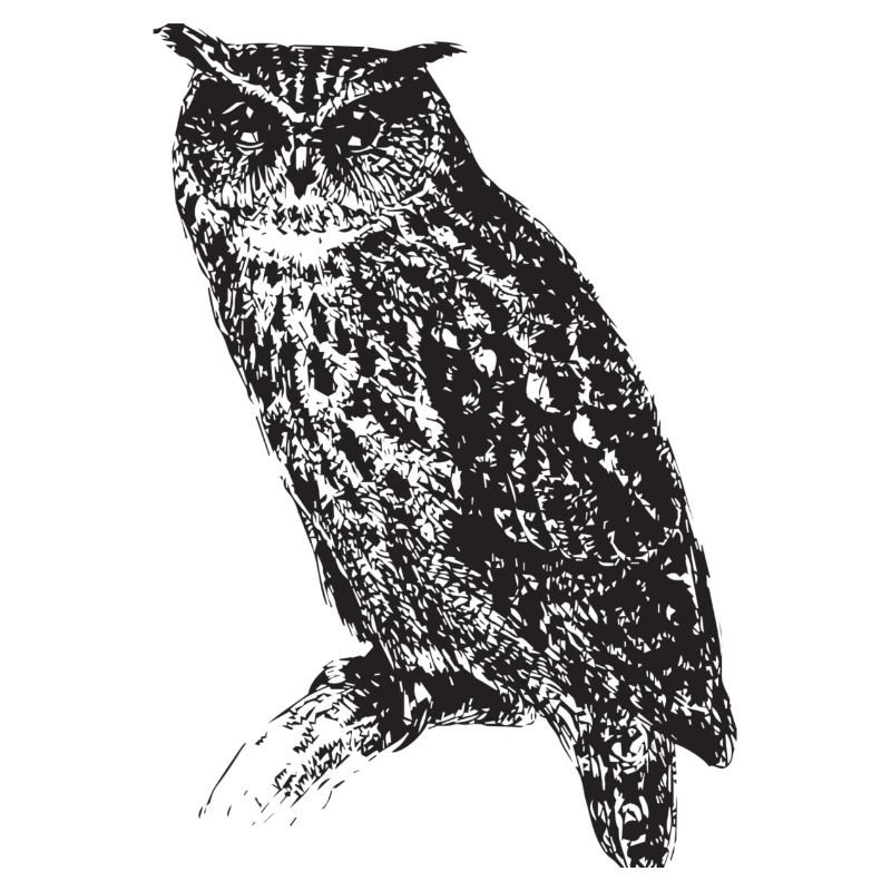 Eule Tier