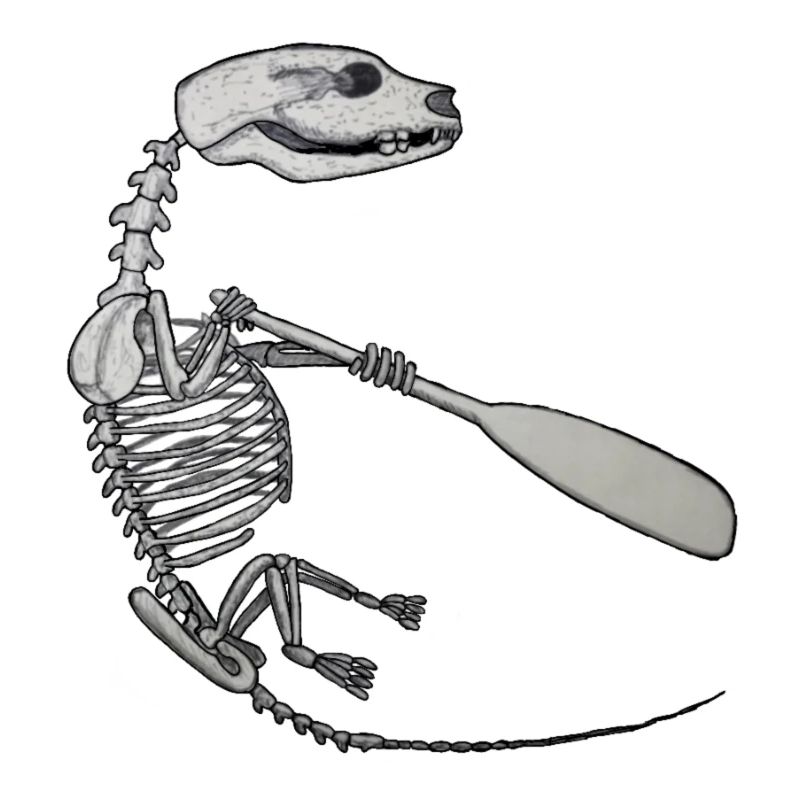 Skeleton Quentin