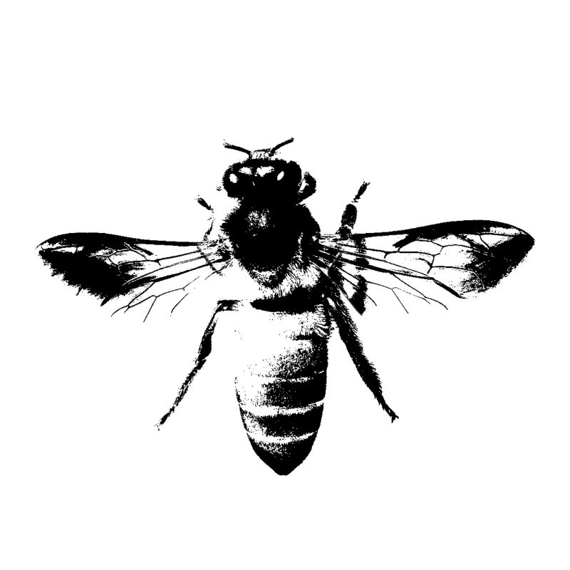 Die Honigbiene - Honig Biene