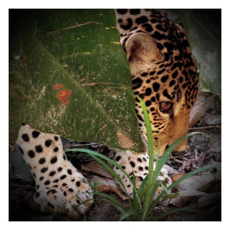 Jaguar 2