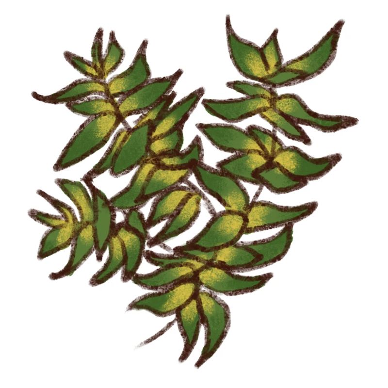 Plante feuillue 2