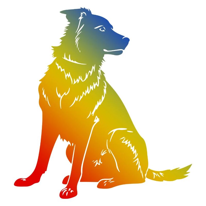 Border Collie Hund