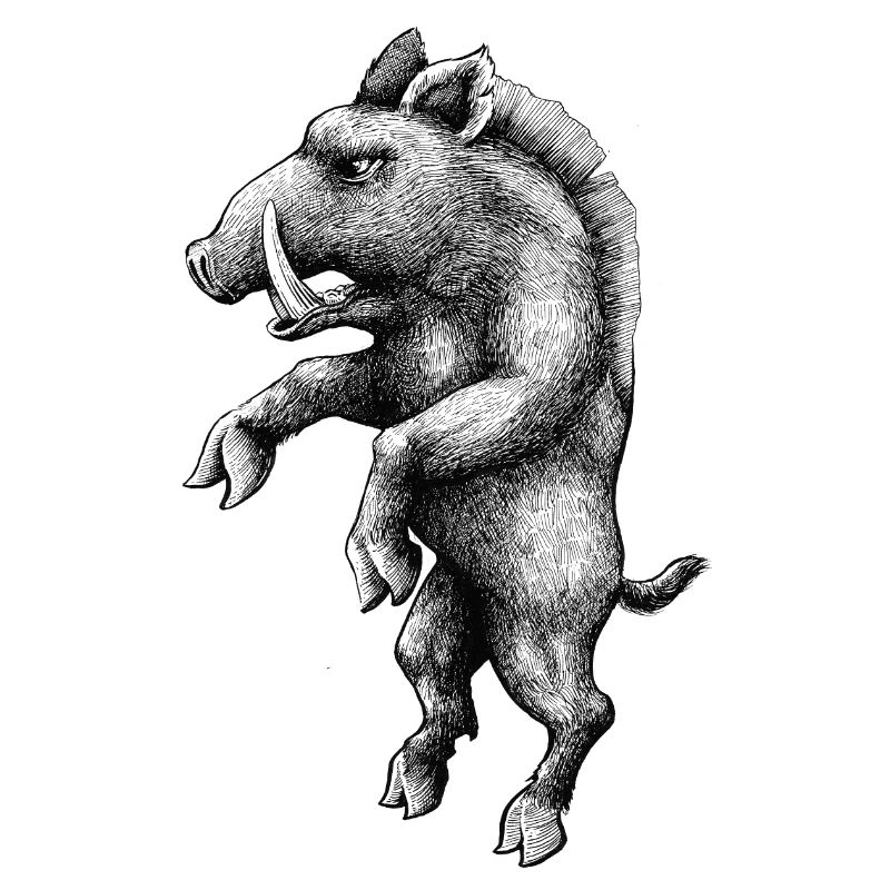 wild boar