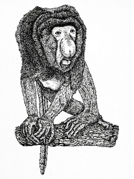 proboscis monkey