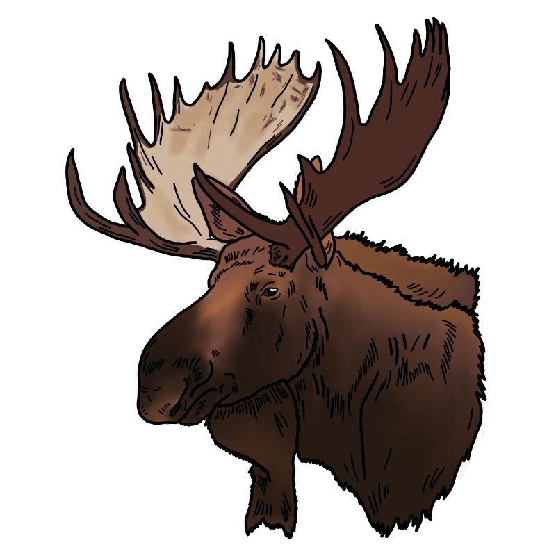 Moose head