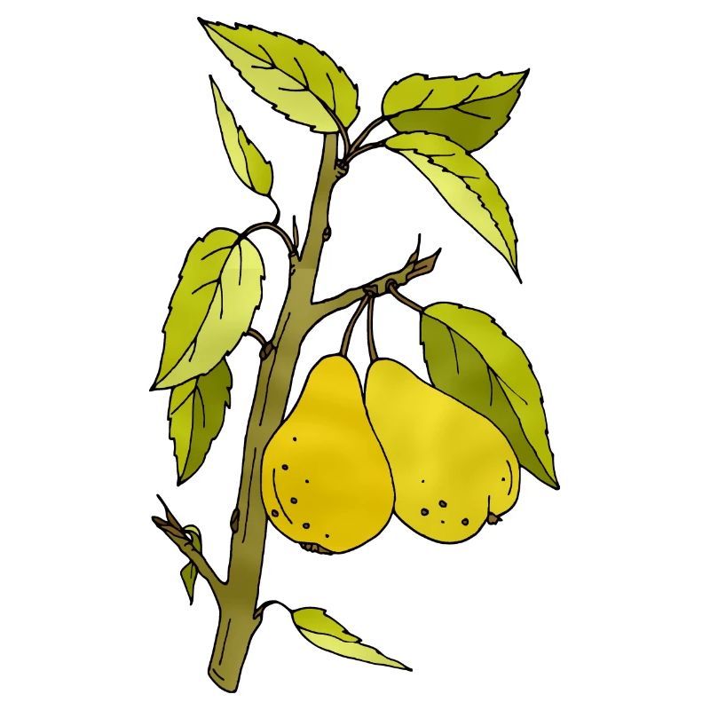 Pears