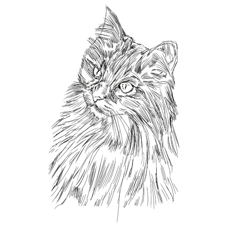 Visage de chat doux